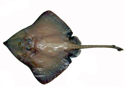 Bathyraja pallida_010.jpg